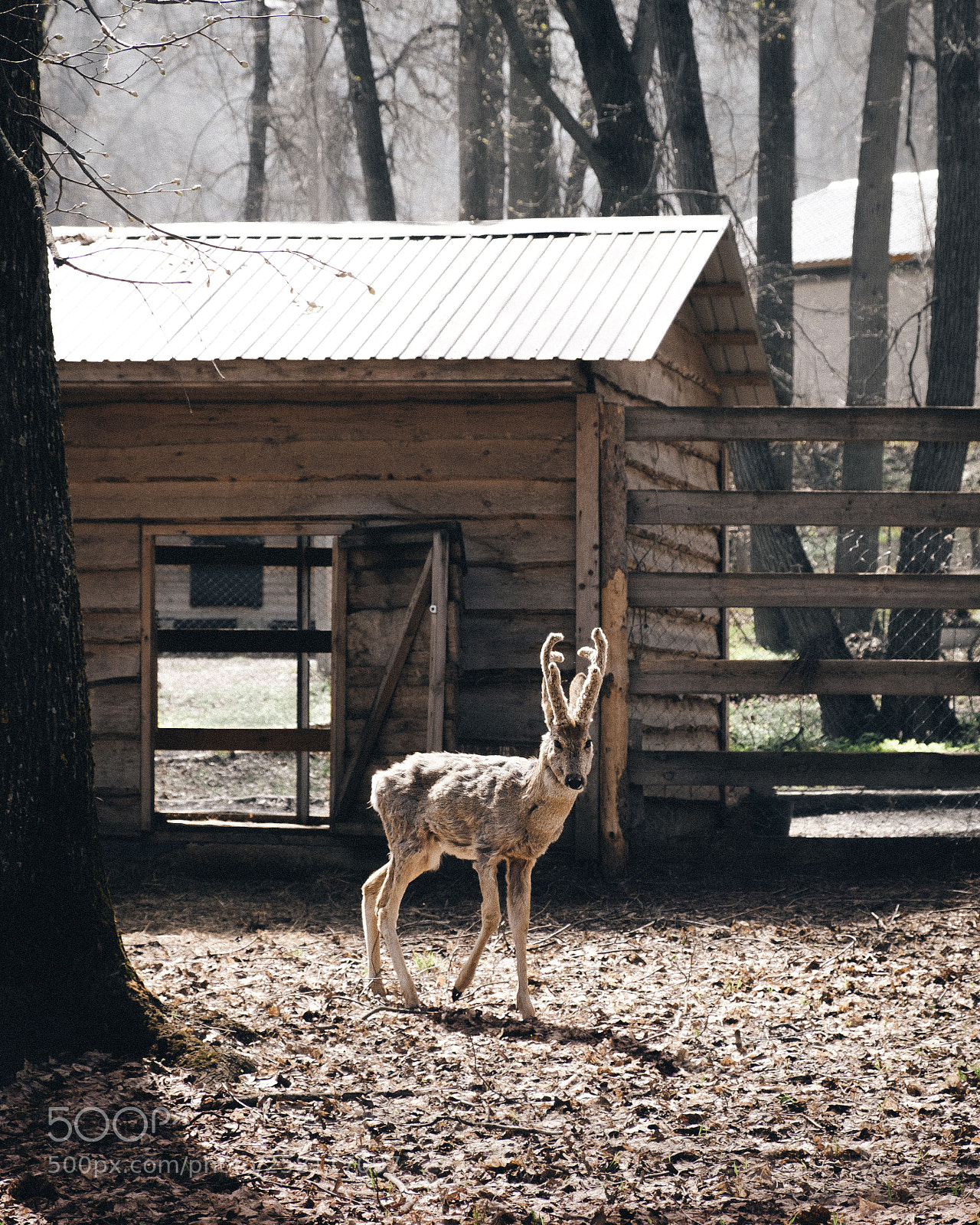 Fujifilm X-T2 sample photo. Baby deer at national photography