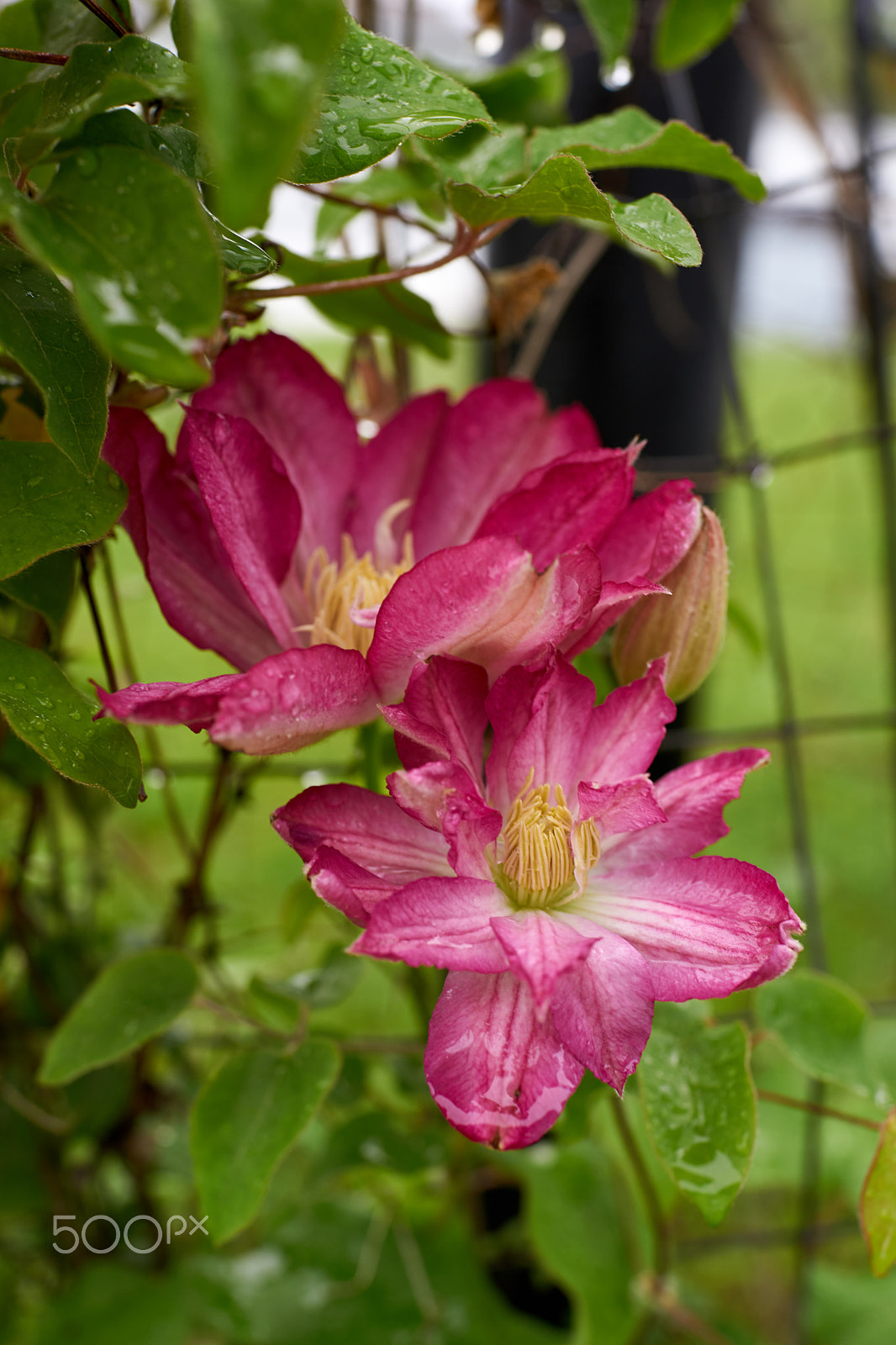 Sony Cyber-shot DSC-RX1 sample photo. After the rain photography