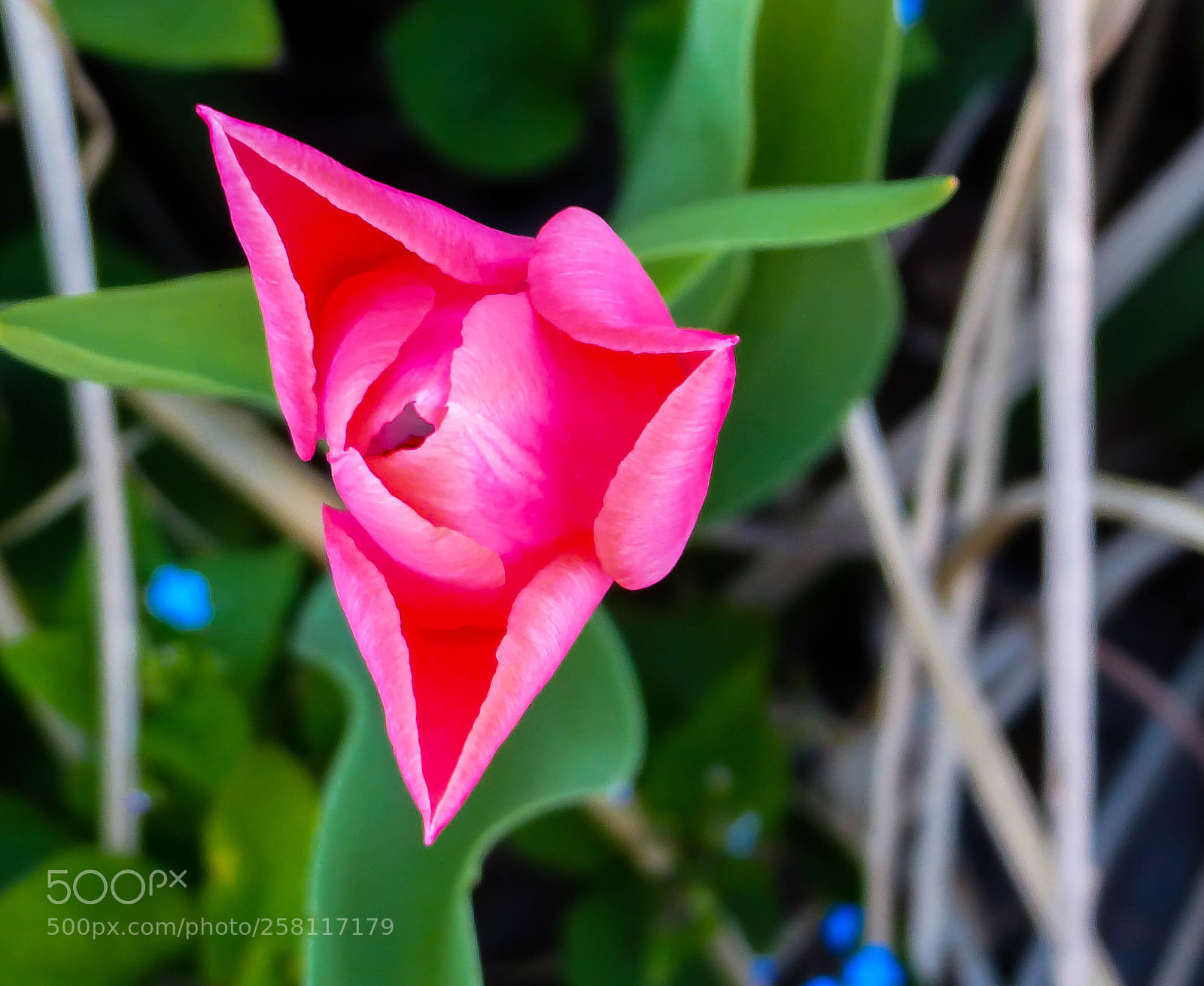 Panasonic Lumix DMC-FZ200 sample photo. Pink burst photography