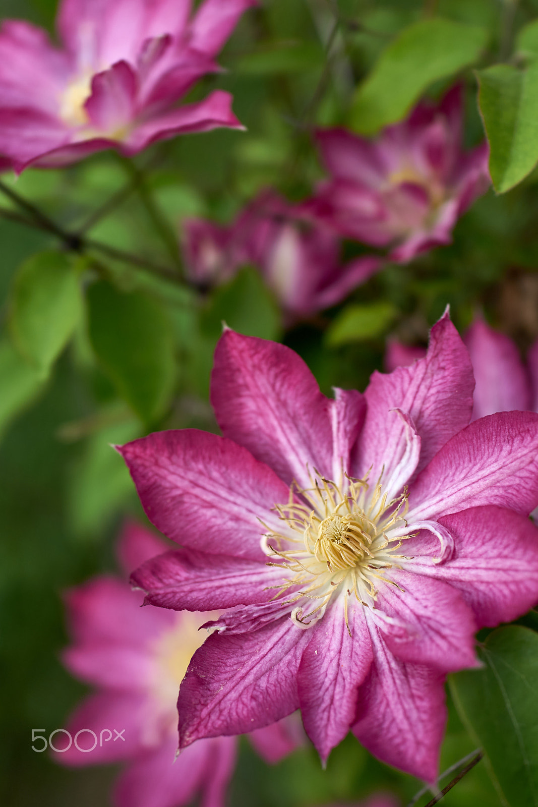 Sony Cyber-shot DSC-RX1 sample photo. Loaded with blooms photography