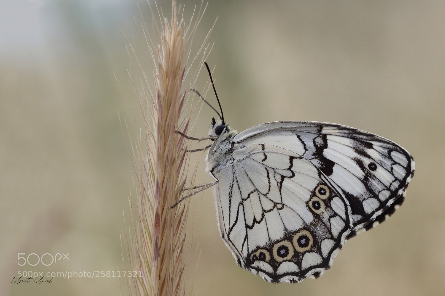 Canon EOS 7D Mark II sample photo. Leventine marbled white photography