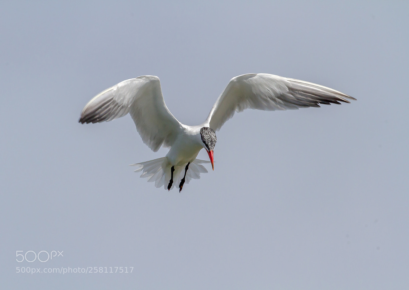 Canon EOS 7D sample photo. Caspian tern photography