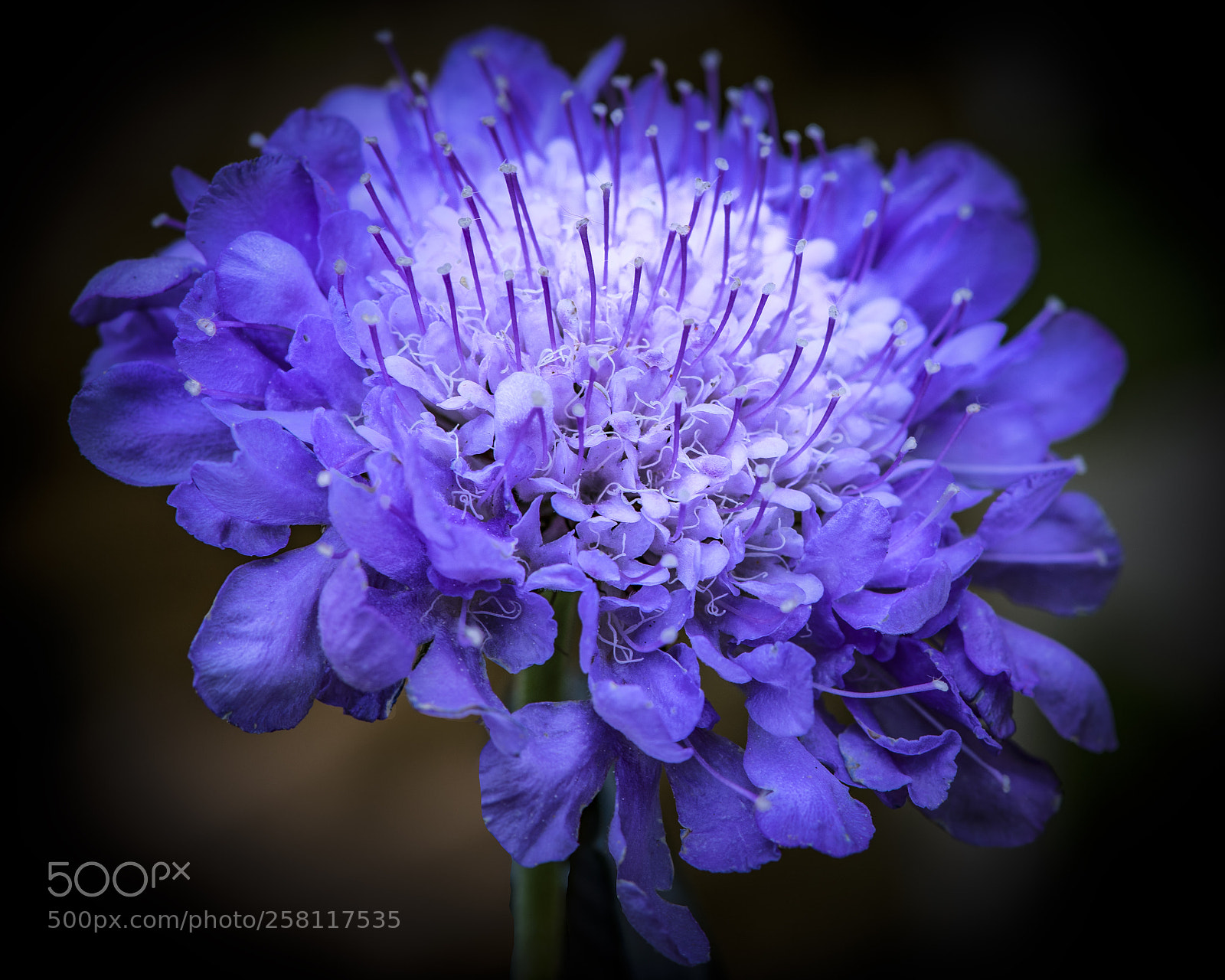 Nikon D850 sample photo. Batchelor button photography