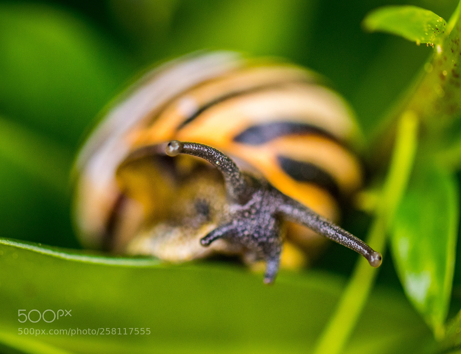 Canon EOS 77D (EOS 9000D / EOS 770D) sample photo. Snailing my way photography