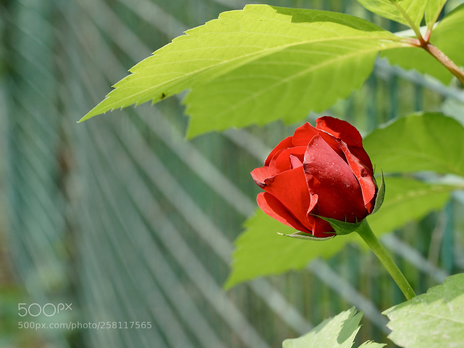 Sony a7 II sample photo. 花叶相扶 photography