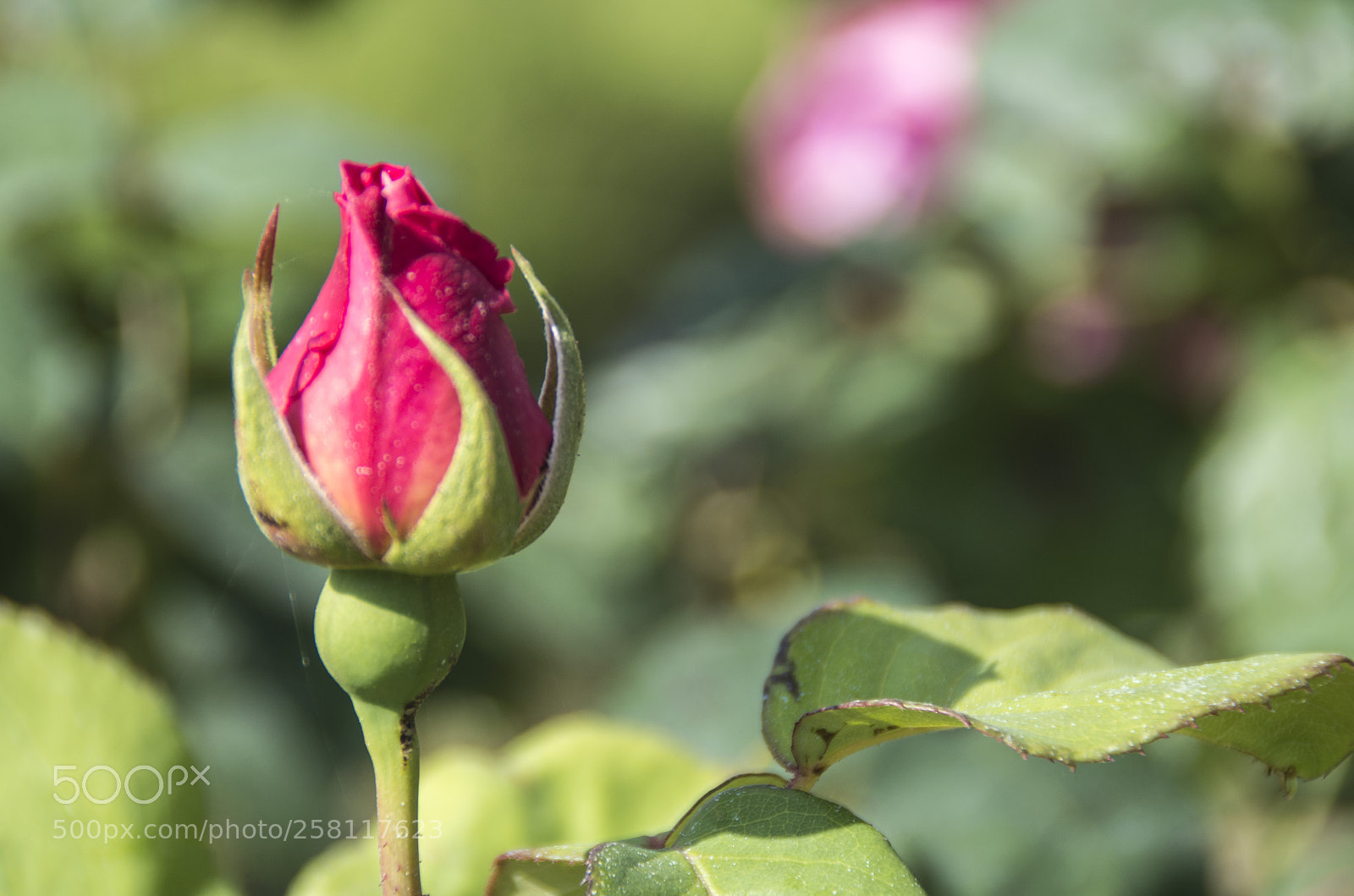 Pentax K-30 sample photo. Bocciolo di rosa photography