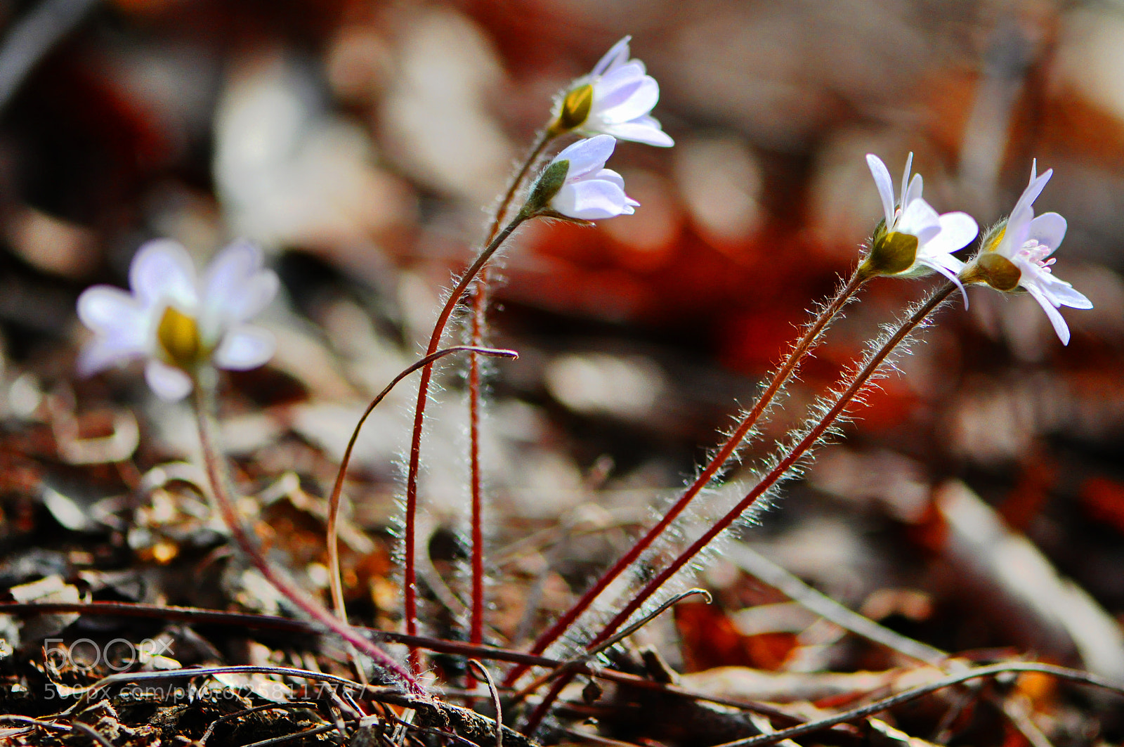 Nikon D90 sample photo. Untitled photography