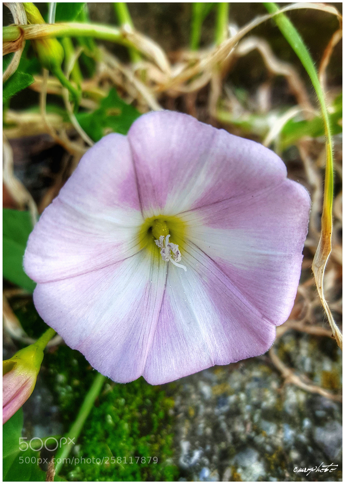 Samsung Galaxy S6 sample photo. Come natura crea photography