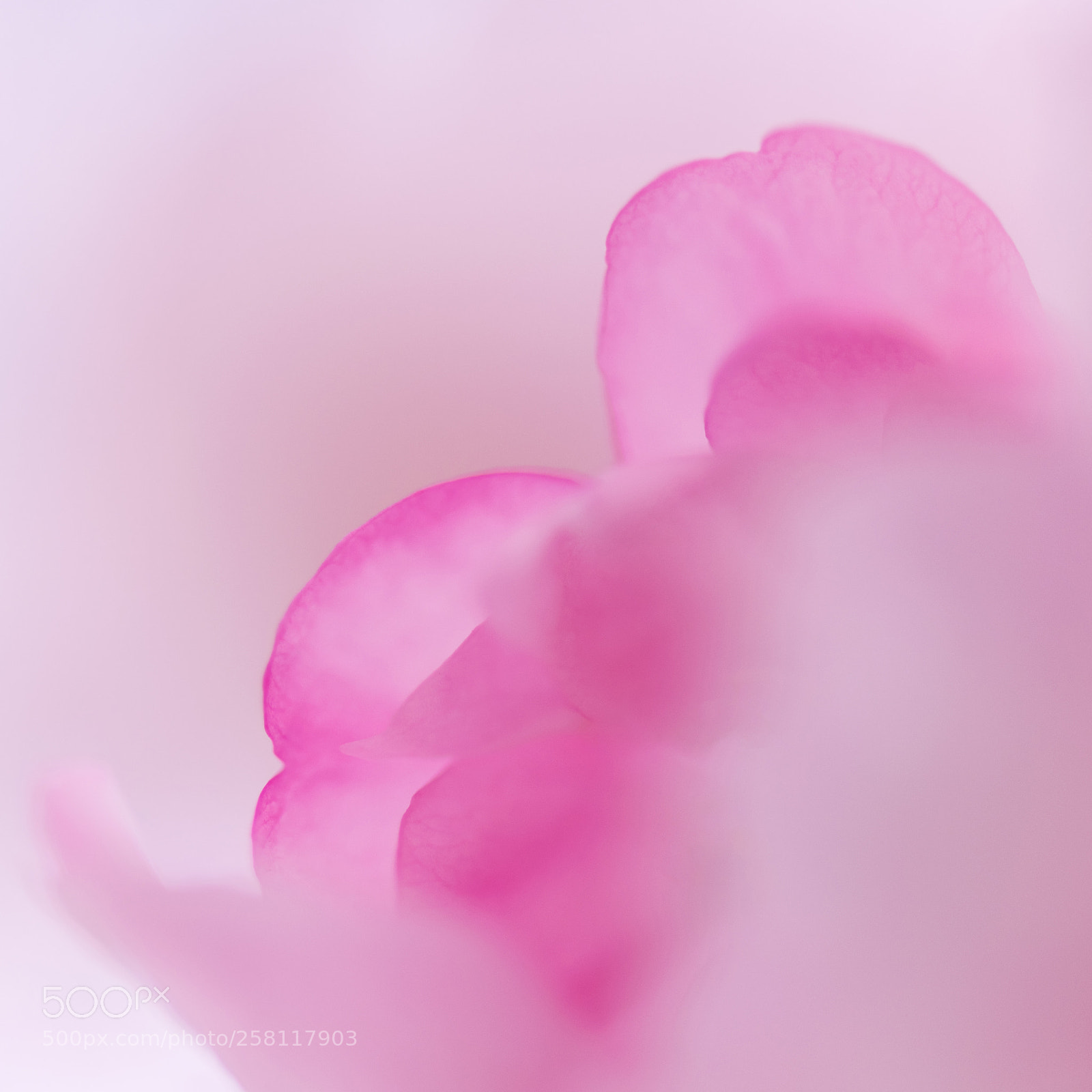 Nikon D850 sample photo. Cherry blossom photography