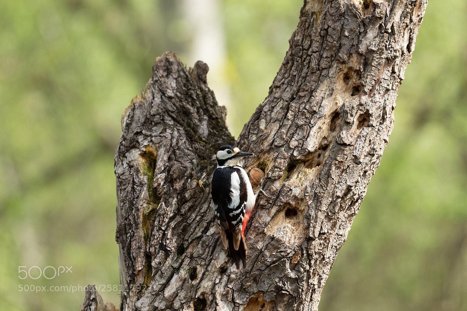 Canon EOS 1300D (EOS Rebel T6 / EOS Kiss X80) sample photo. Woodpecker photography