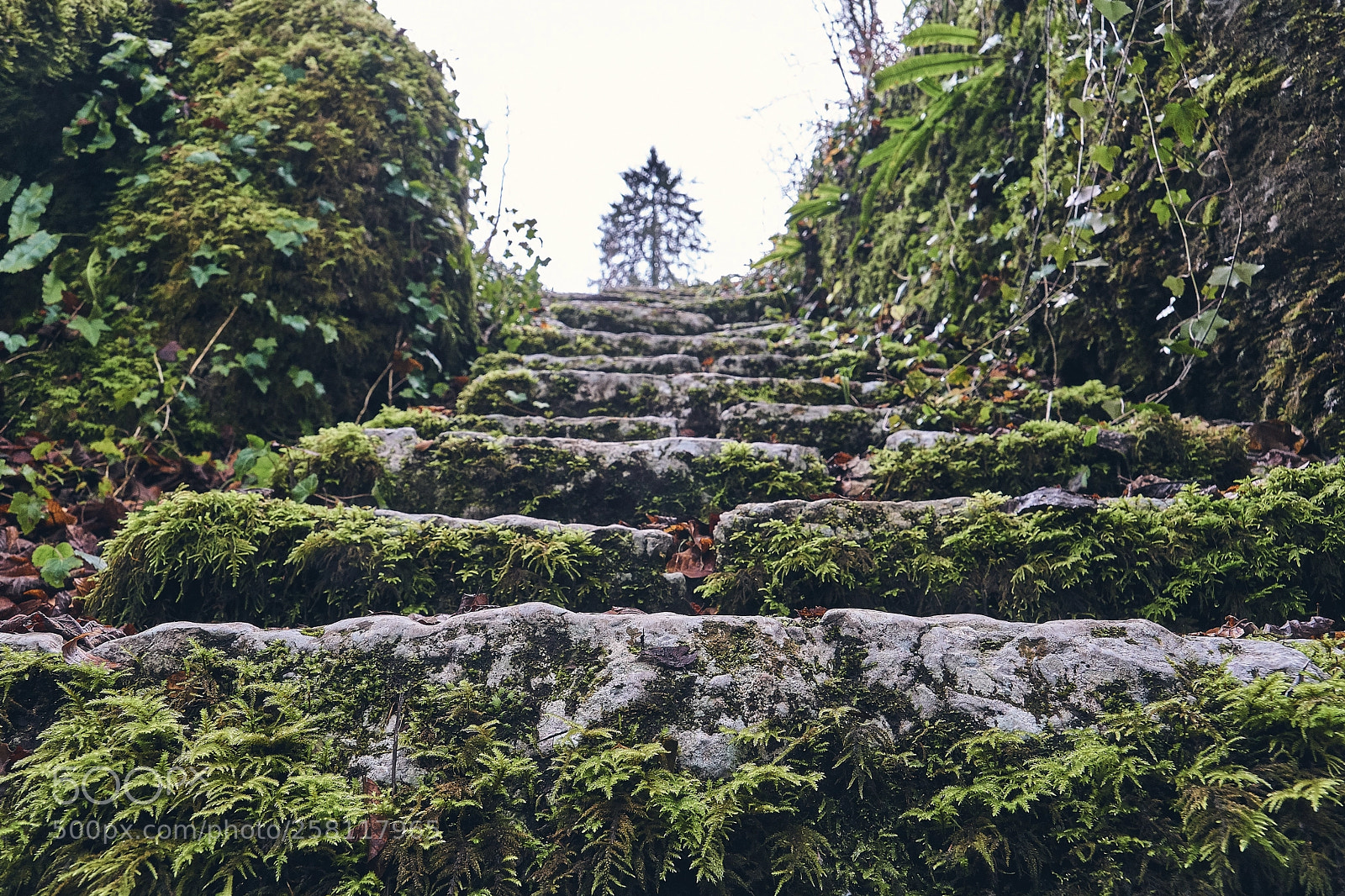 Sony a6000 sample photo. Stairway to nature photography