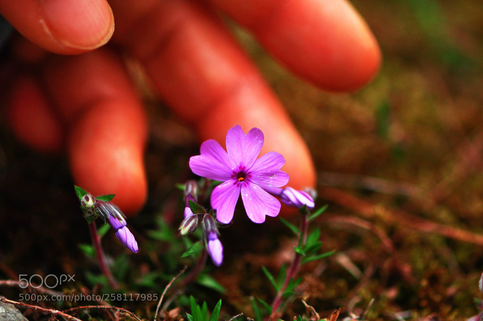 Nikon D90 sample photo. Untitled photography