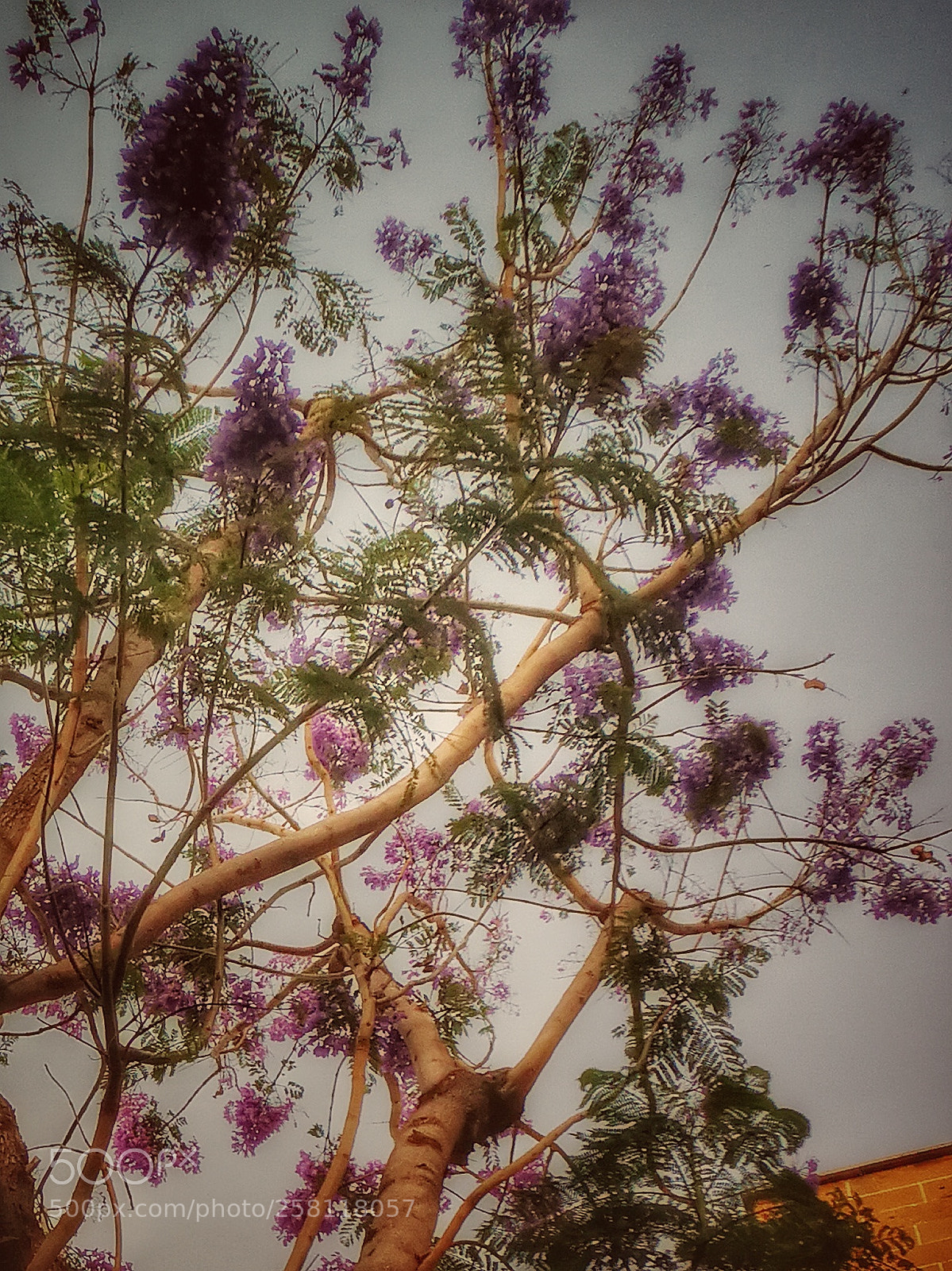 HUAWEI P10 sample photo. Purple photography
