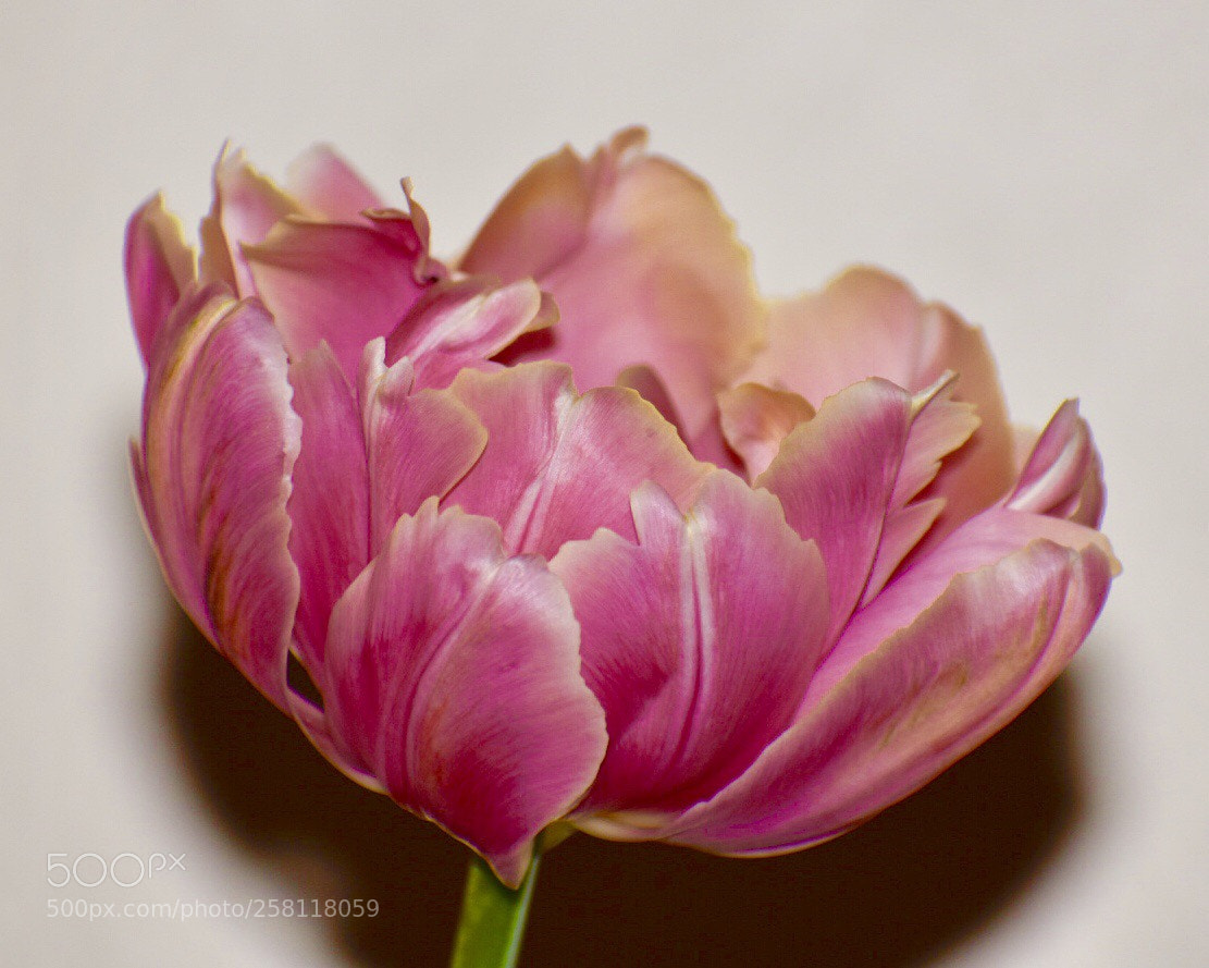 Nikon D3400 sample photo. Pink double rose tulip photography