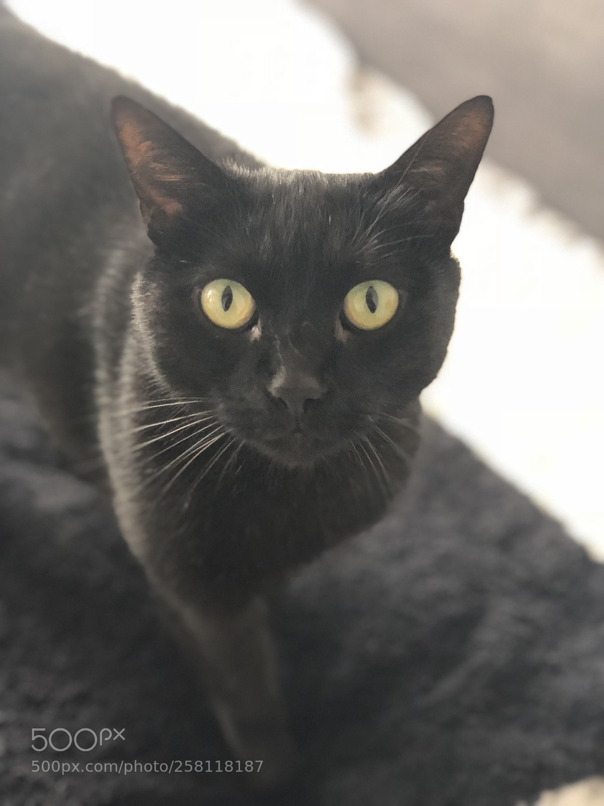 Apple iPhone X sample photo. Untitled photography