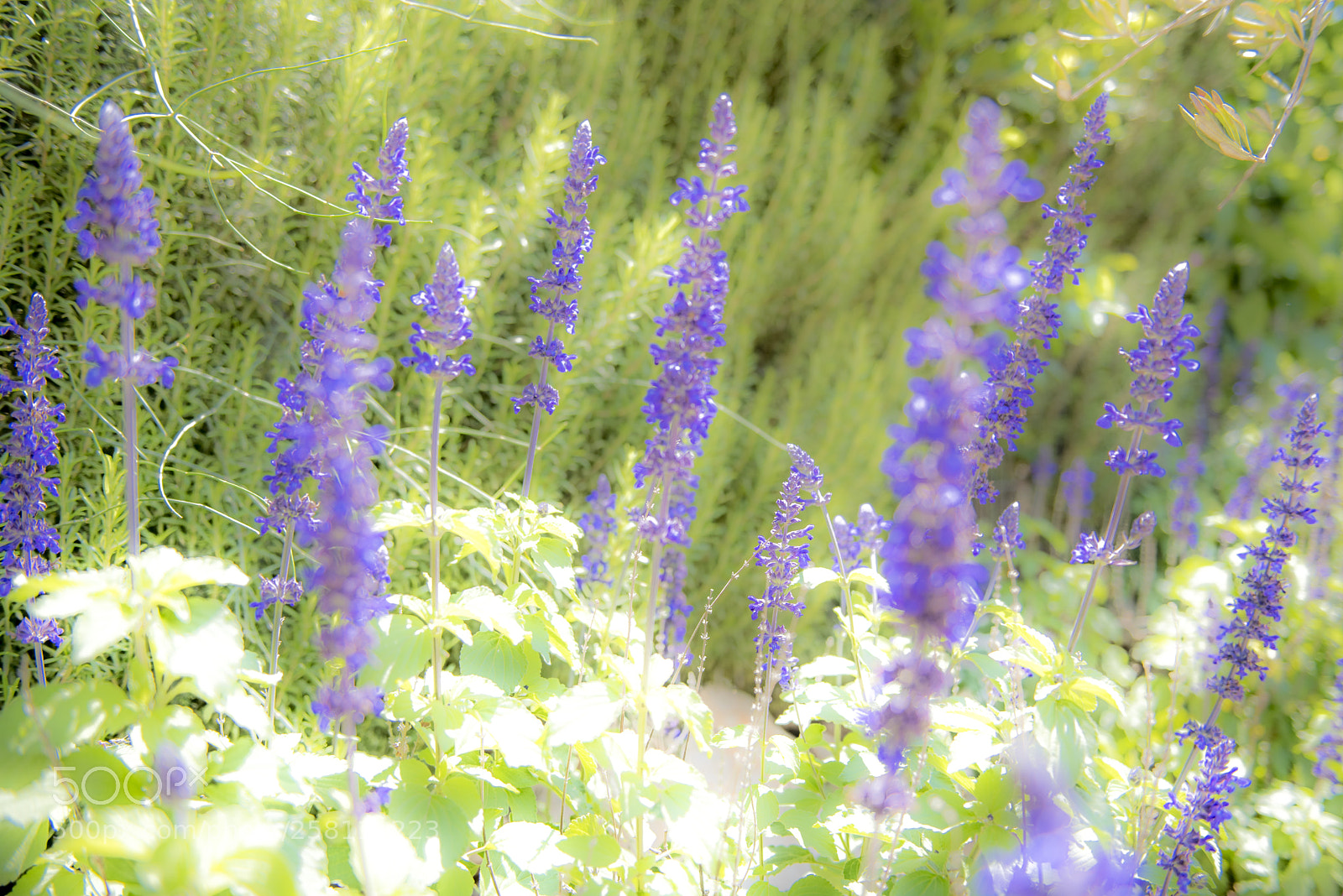 Nikon D750 sample photo. Indigo salvia - high photography