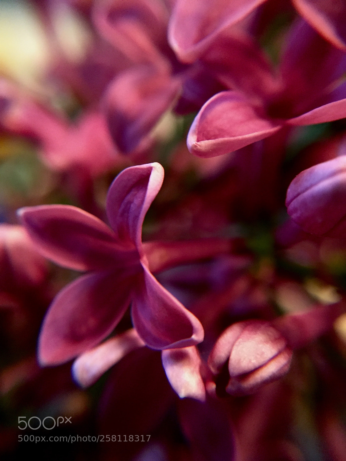 Apple iPhone 6 sample photo. Syringa ~ photography