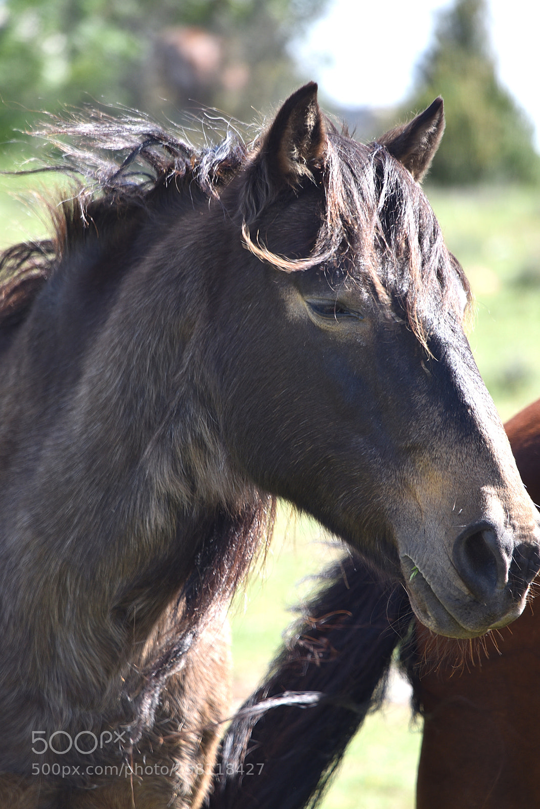 Nikon D750 sample photo. Wild horse photography