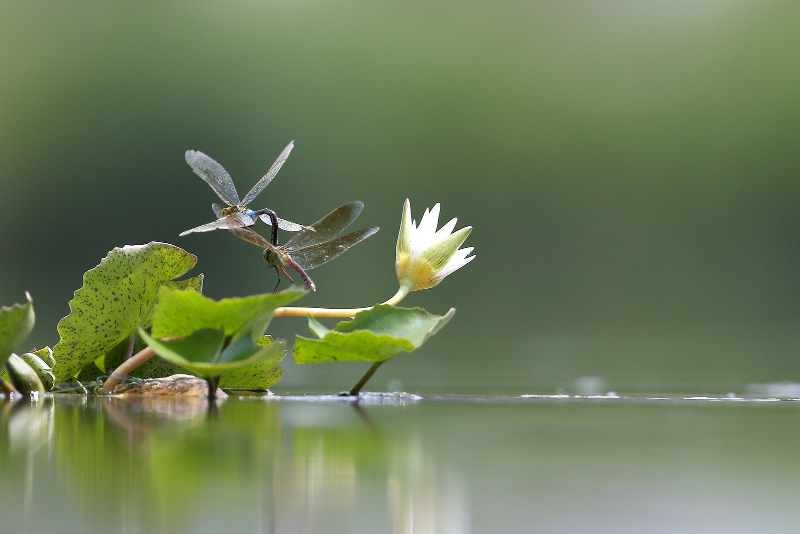 Canon EOS-1D X + Canon EF 600mm f/4L IS sample photo. 잠자리의 사랑 photography