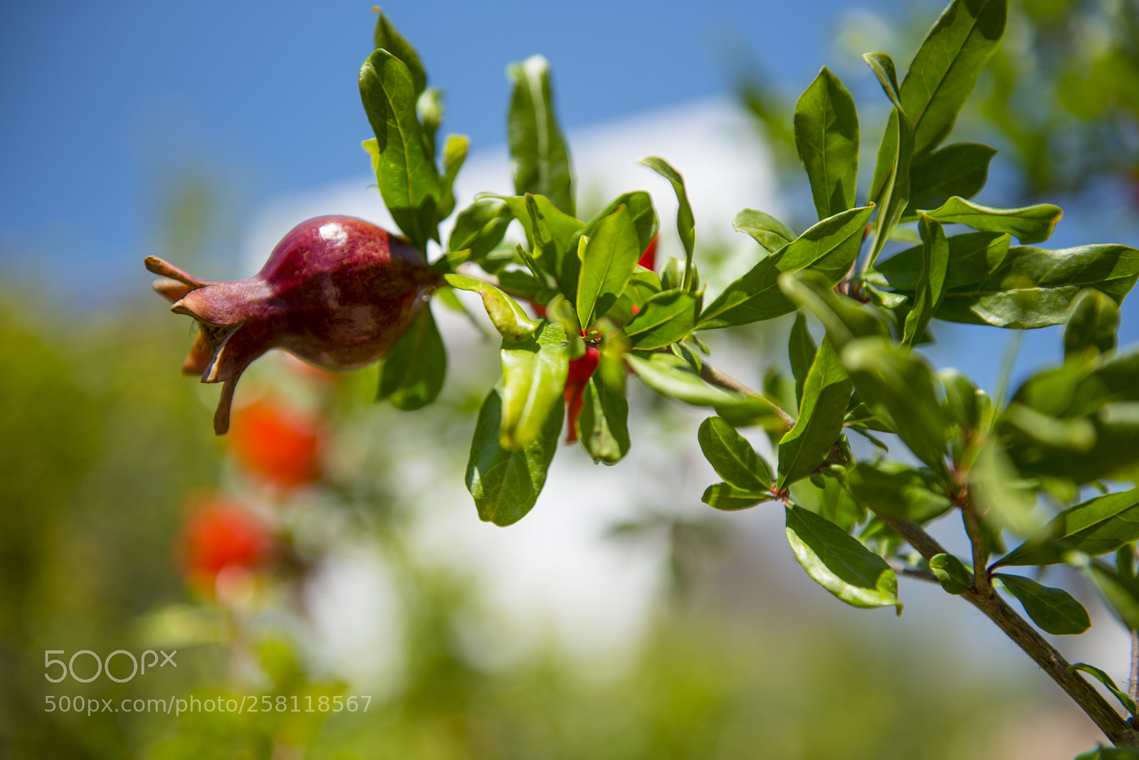 Nikon D750 sample photo. Pomegranade branch photography