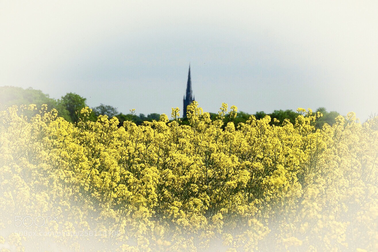Nikon Coolpix P610 sample photo. Yellow field photography