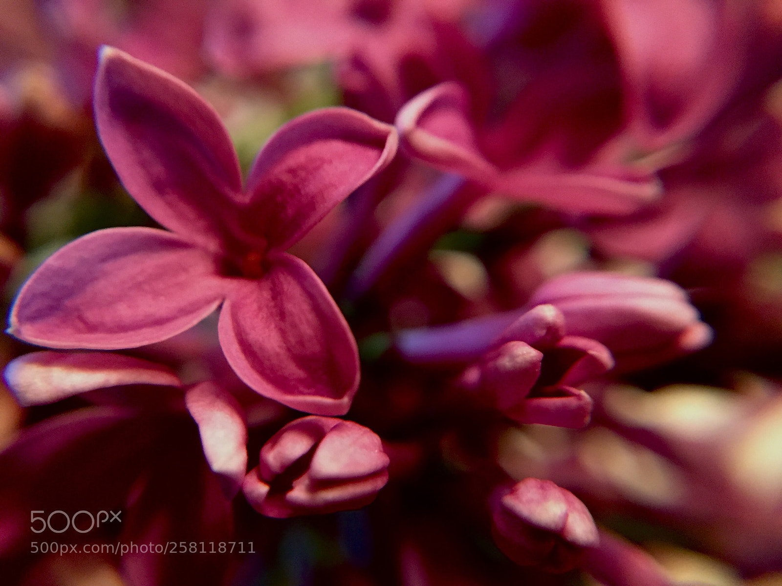 Apple iPhone 6 sample photo. Syringa ii ~ photography