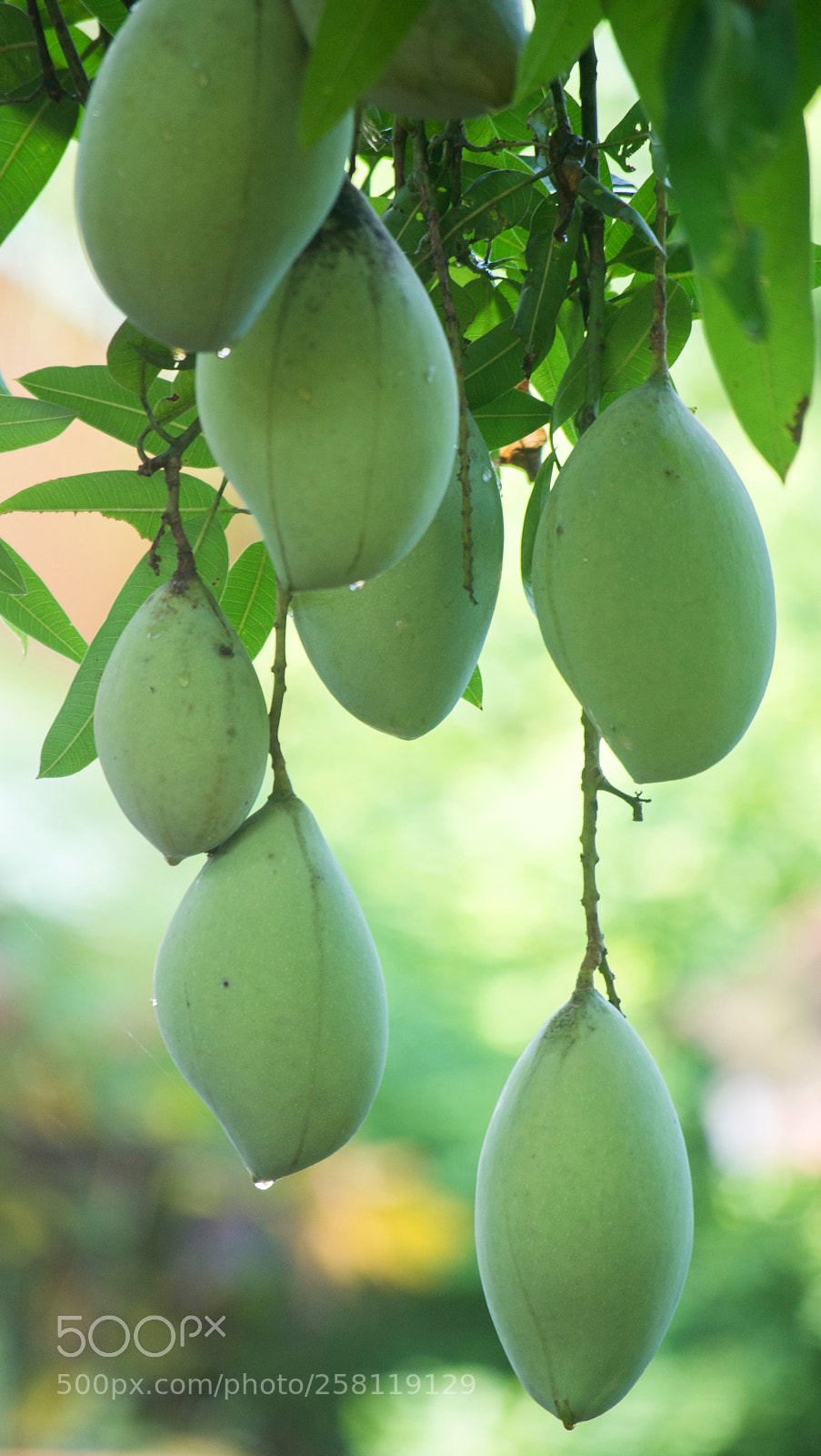 Nikon D5200 sample photo. Mangoes photography