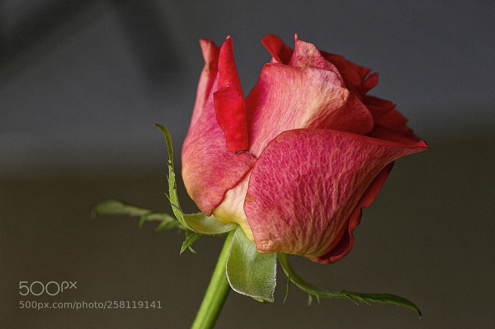 Canon EOS 6D sample photo. Red rose photography