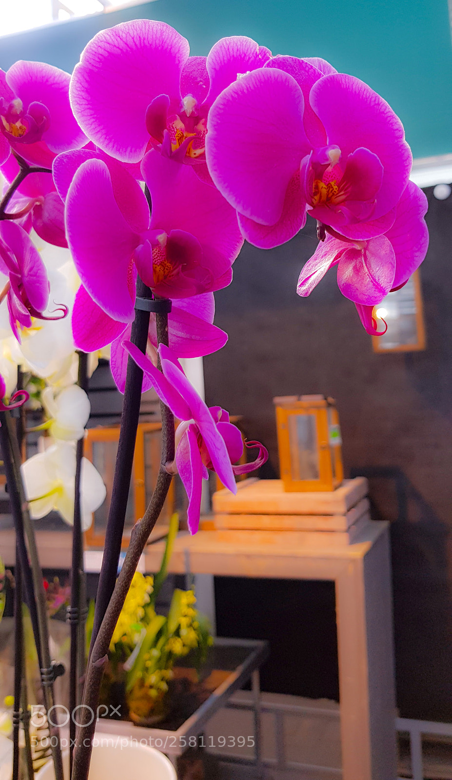Samsung Galaxy S8 sample photo. A pink orchid in photography