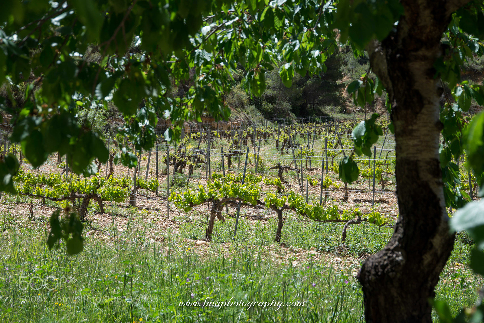 Nikon D610 sample photo. Vi edos cerca escala photography