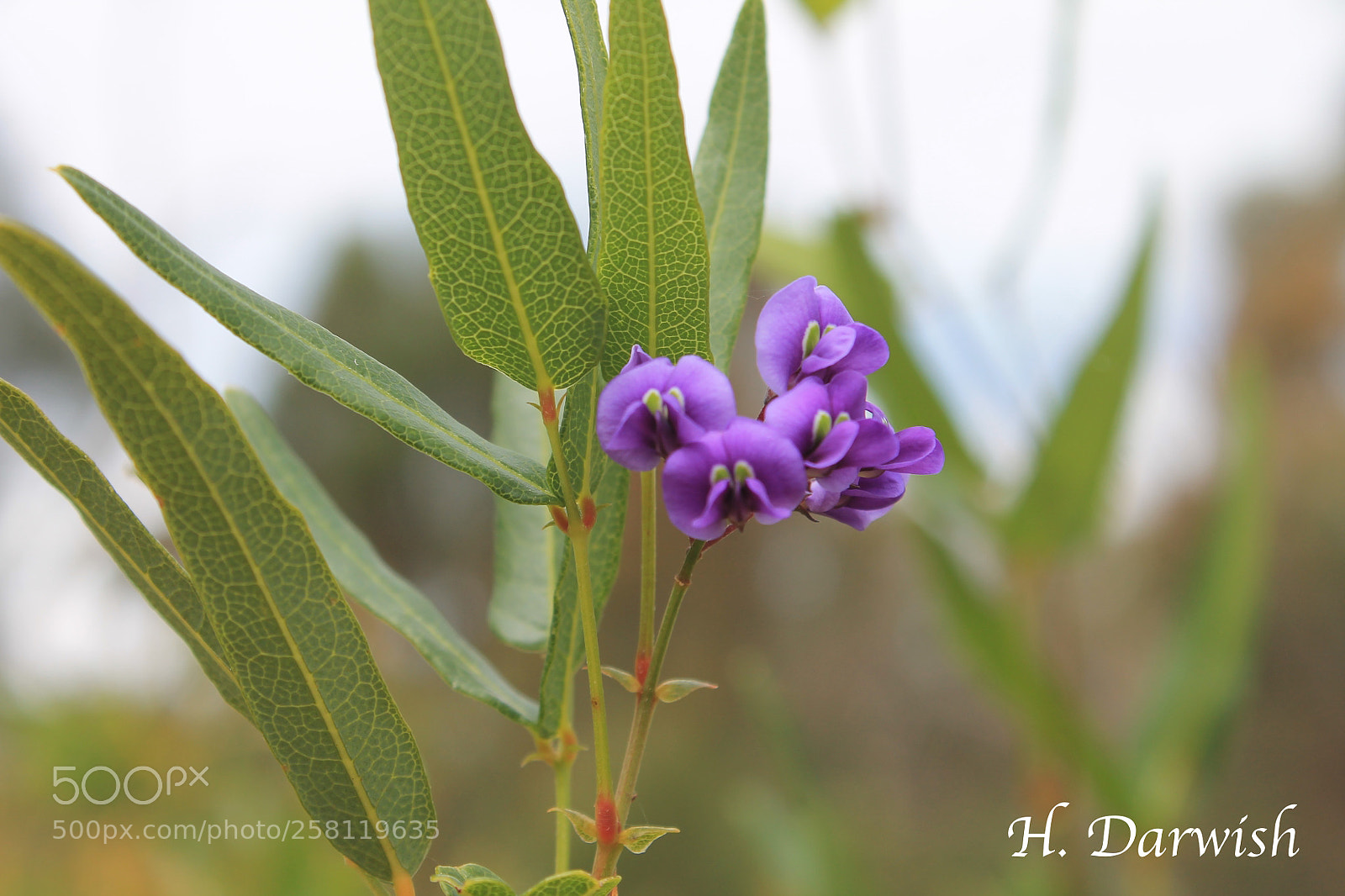 Canon EOS 1100D (EOS Rebel T3 / EOS Kiss X50) sample photo. Hovea elliptica photography