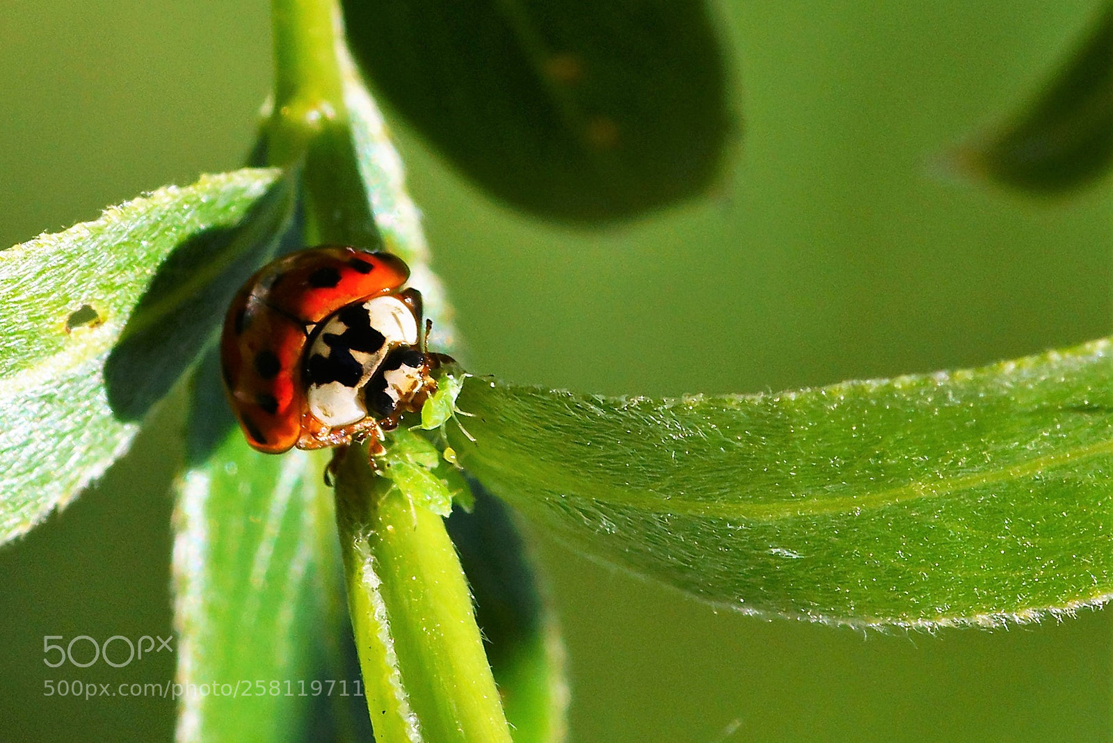 Sony SLT-A77 sample photo. Ladybug photography