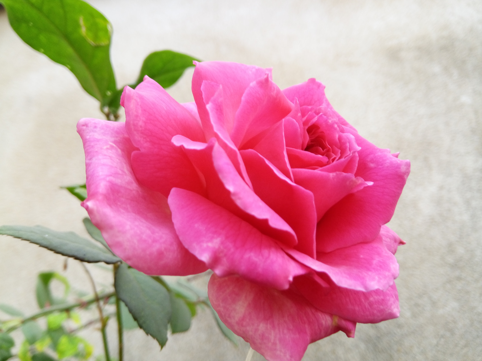 GIONEE A1 lite sample photo. Rose photography