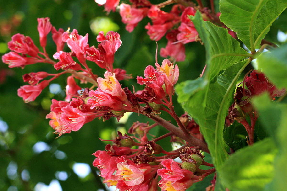 Canon EF 35-80mm f/4-5.6 sample photo. Spring samba photography