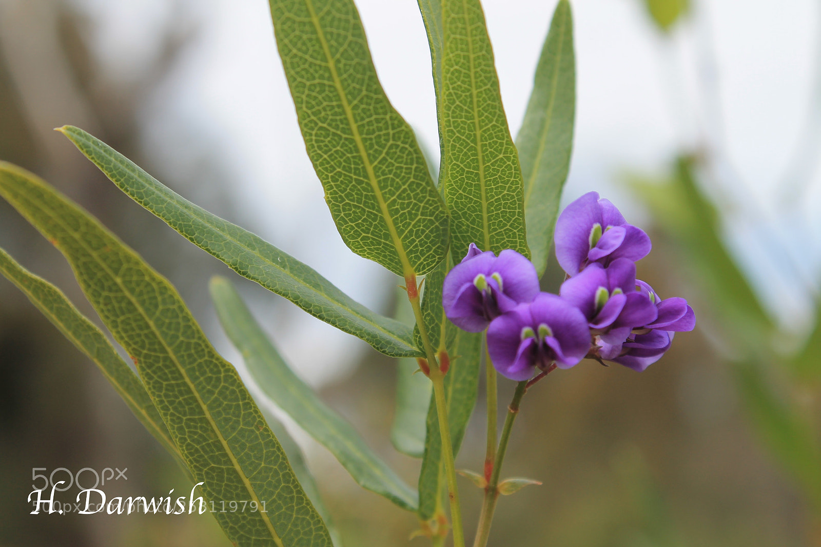 Canon EOS 1100D (EOS Rebel T3 / EOS Kiss X50) sample photo. Hovea elliptica photography