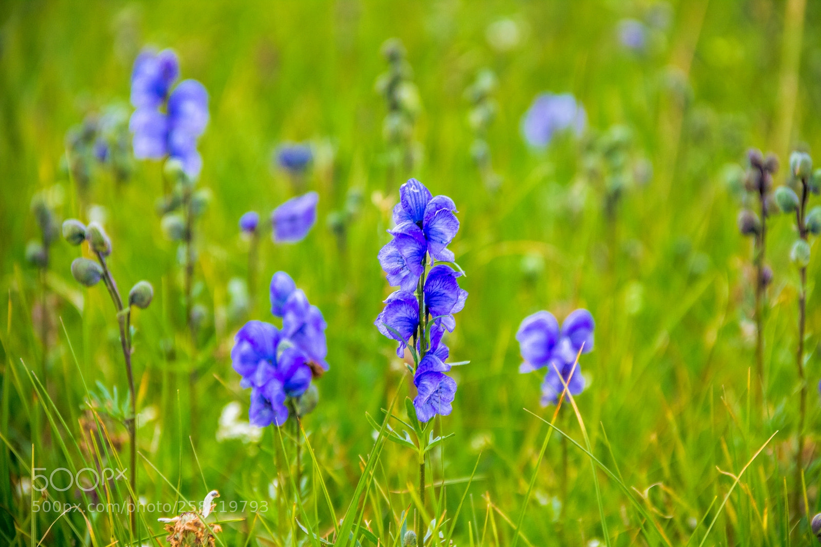 Canon EOS 550D (EOS Rebel T2i / EOS Kiss X4) sample photo. Flora of deosai photography