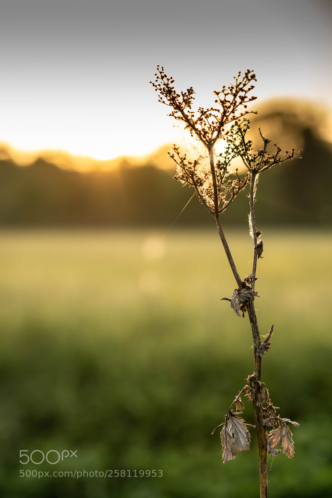 Sony a6000 sample photo. Plants in the morning photography