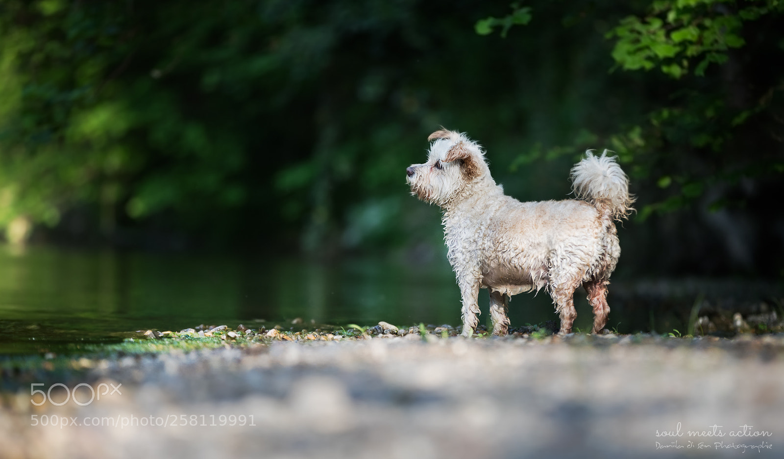 Canon EOS-1D X Mark II sample photo. Aebby photography