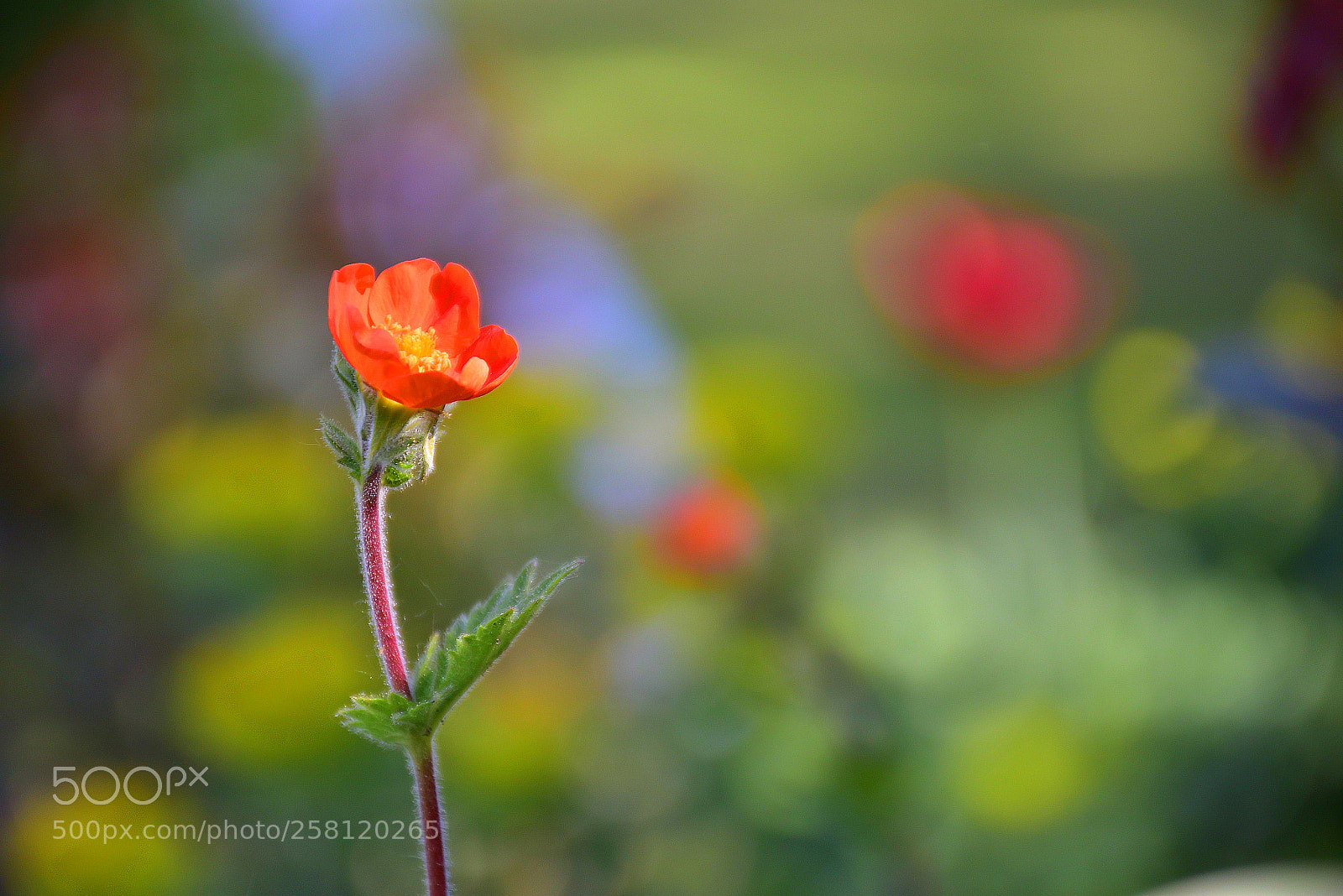 Nikon D7200 sample photo. Small delicate red flower photography