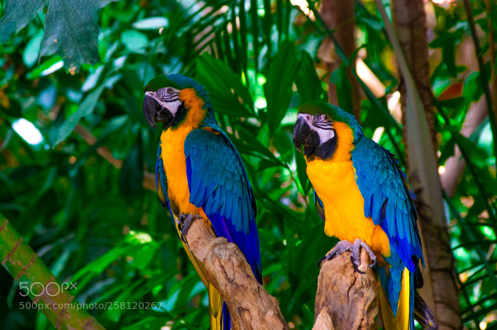 Nikon D5300 sample photo. Perroquet photography