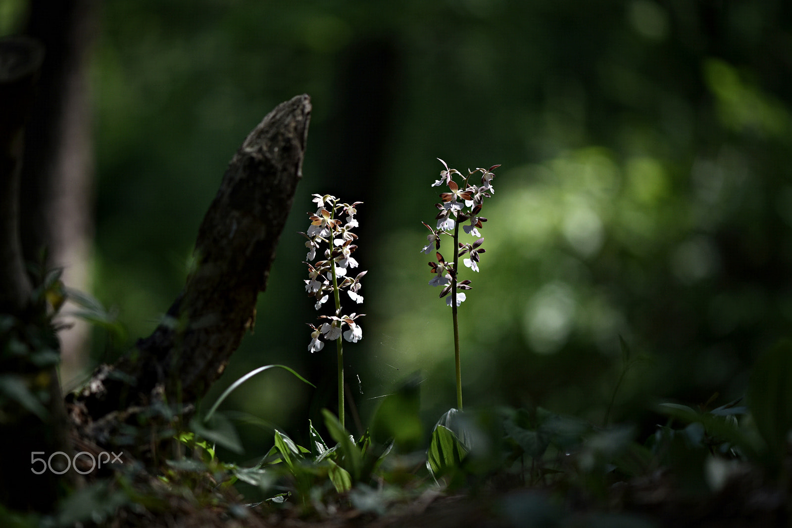 Nikon D810 sample photo. Wildflower(korean calanthe) photography