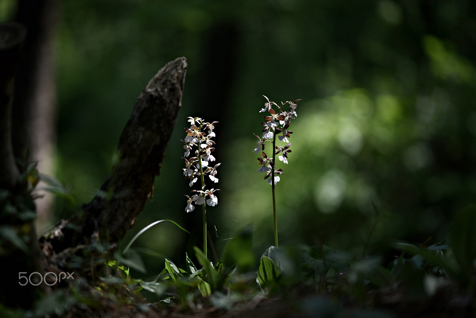 Nikon AF-S Micro-Nikkor 105mm F2.8G IF-ED VR sample photo. Wildflower(korean calanthe) photography