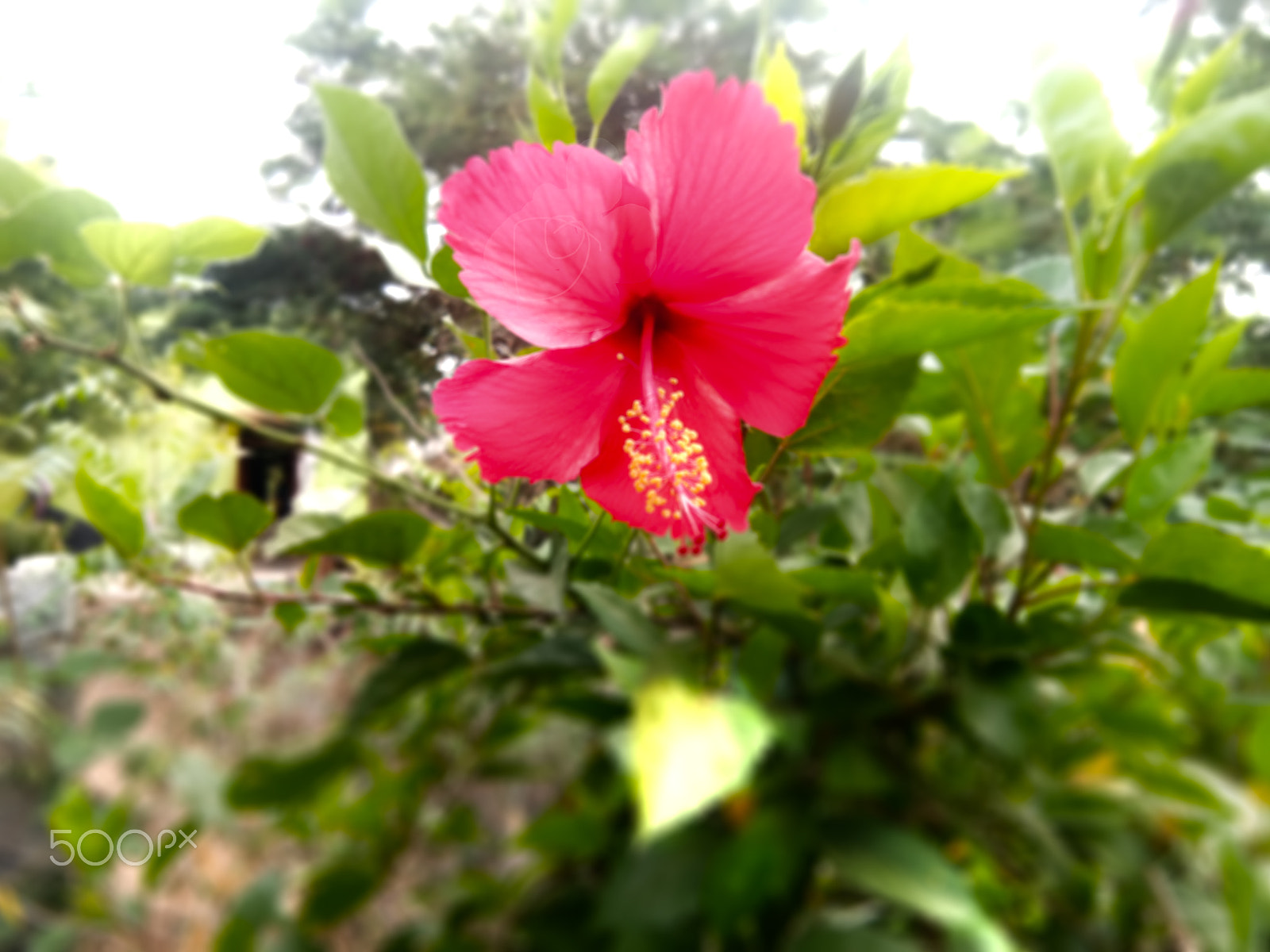 vivo 1601 sample photo. Hibiscus wallpaper photography