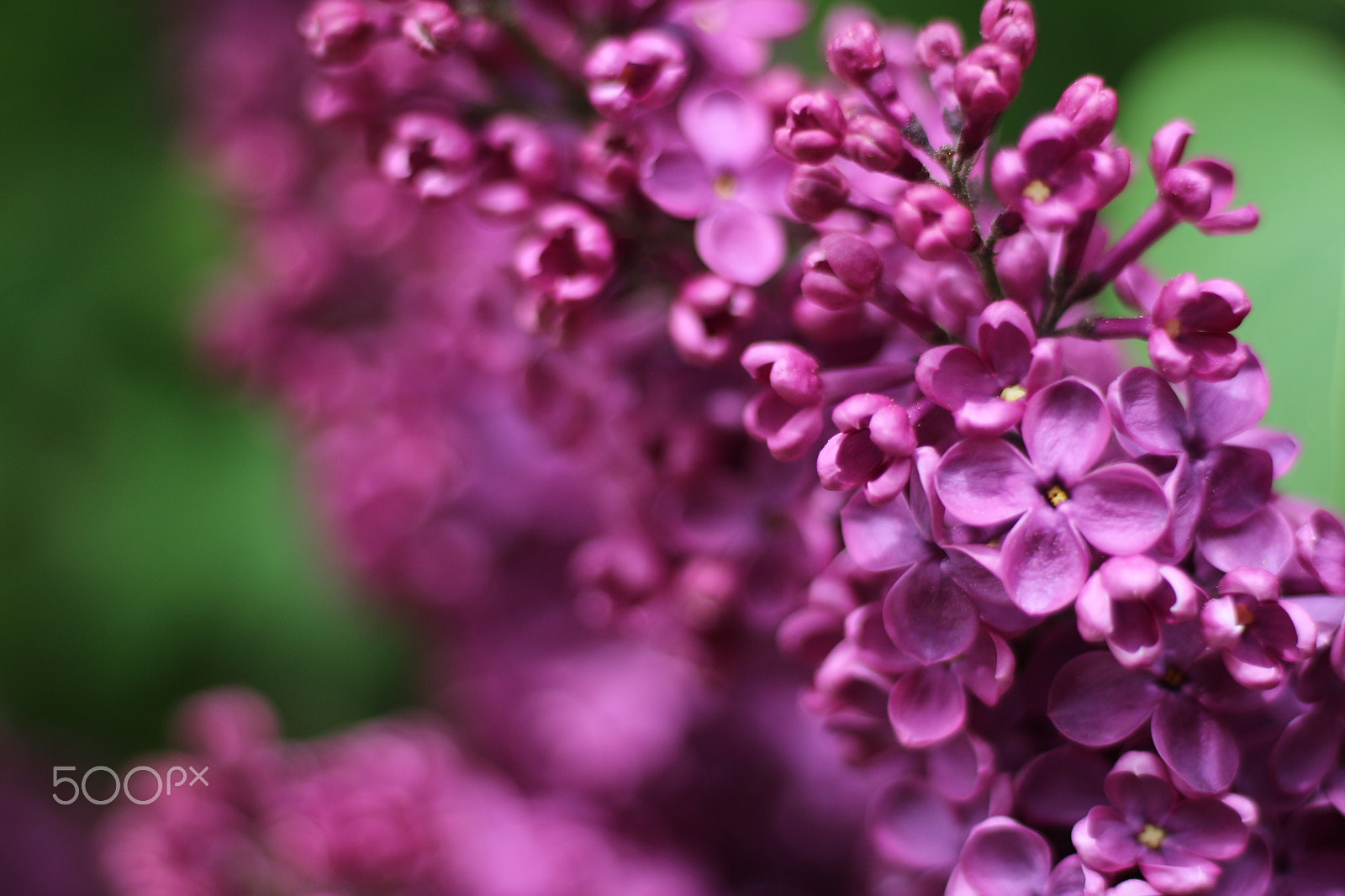 Canon EOS 100D (EOS Rebel SL1 / EOS Kiss X7) + Canon EF 50mm F1.8 STM sample photo. Purple blossom photography