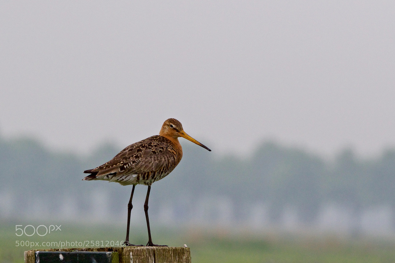 Canon EOS 7D Mark II sample photo. Godwit - limosa limosa photography