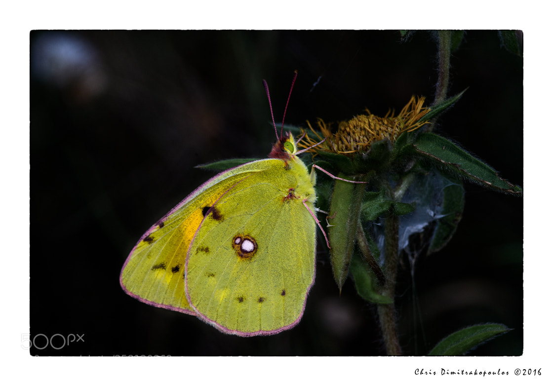 Nikon D7000 sample photo. A yellow one in photography
