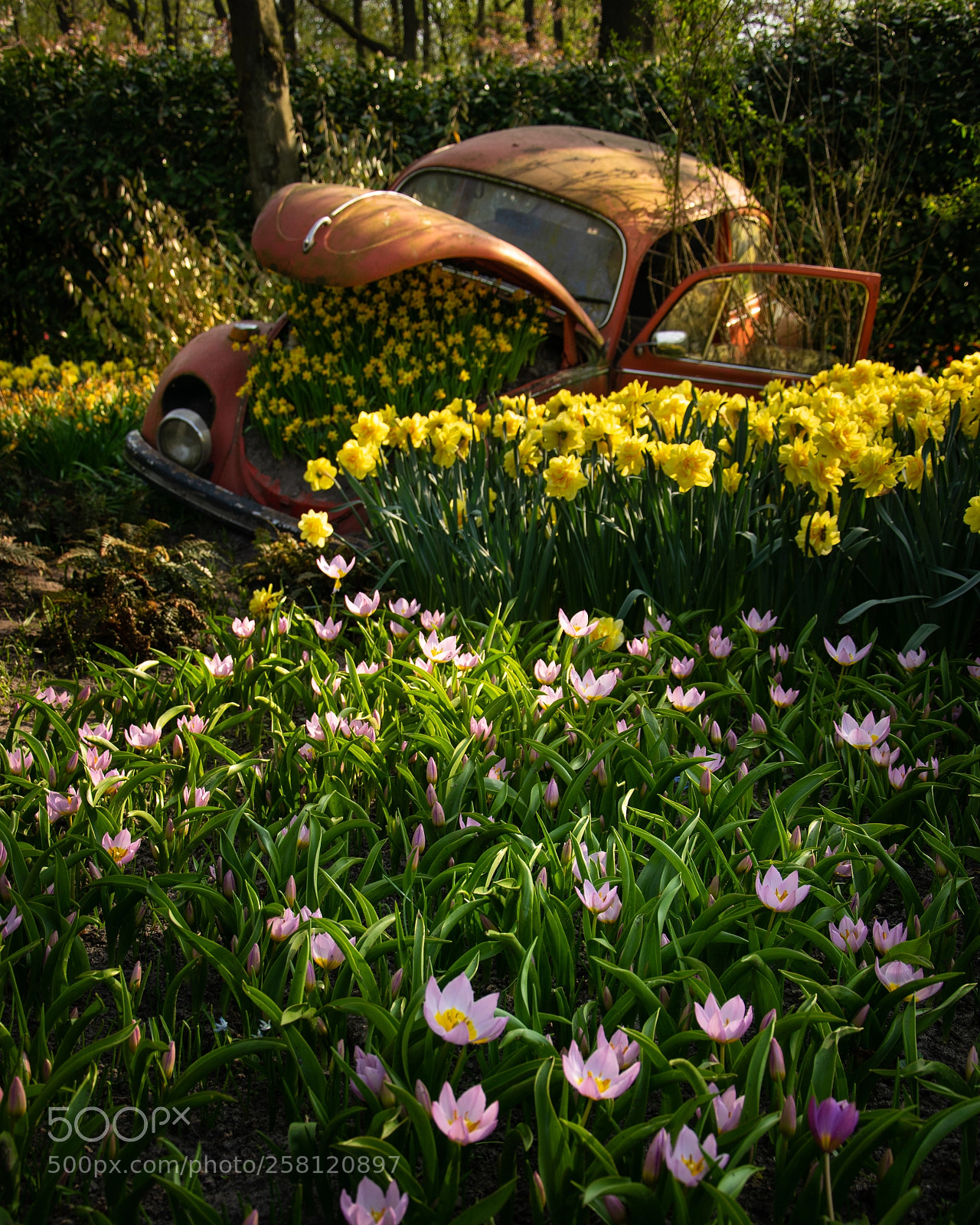 Nikon D5300 sample photo. Installation in keukenhof tulip photography