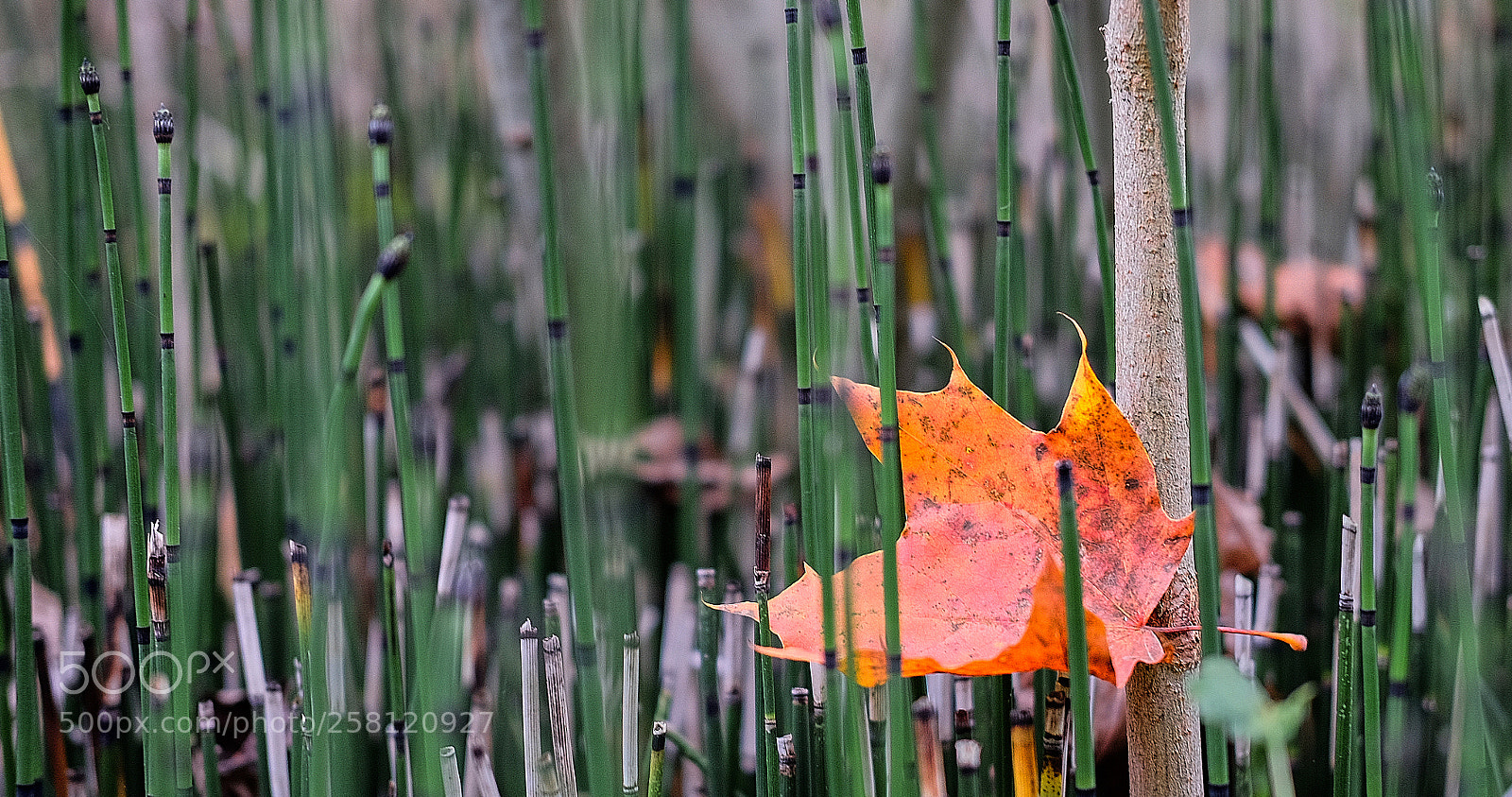 Fujifilm X-T10 sample photo. Dscf photography
