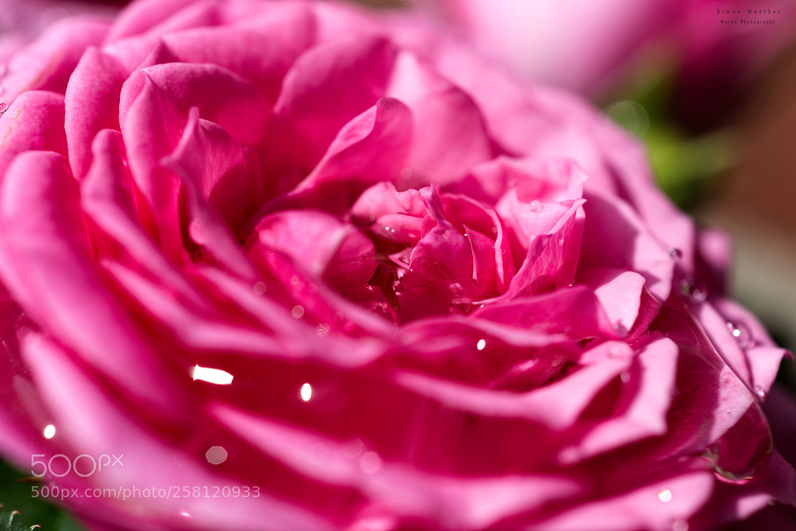 Nikon D5600 sample photo. Röschen photography