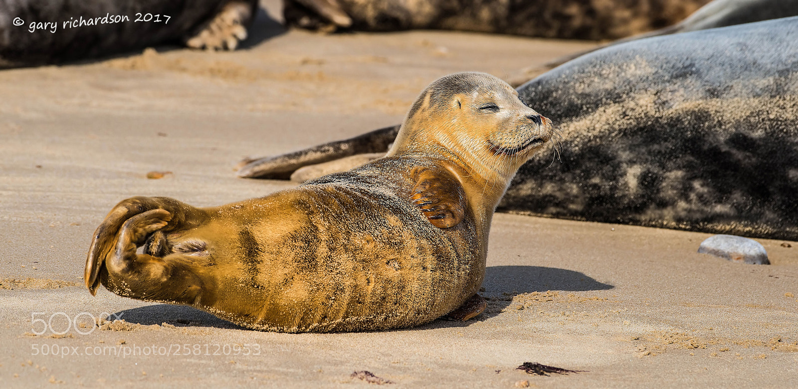 Nikon D810 sample photo. Grey seal photography